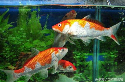 風水魚有哪些|【什麼魚是風水魚】常見的風水魚種類大全 